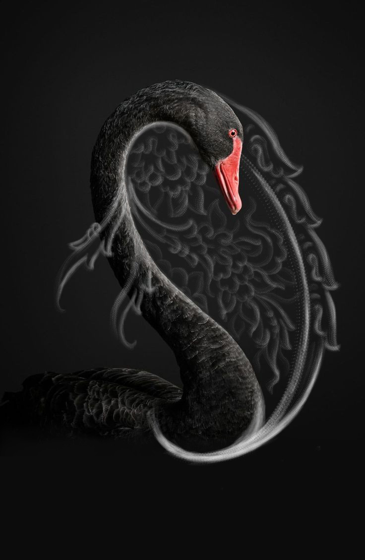 Bote-collection-main